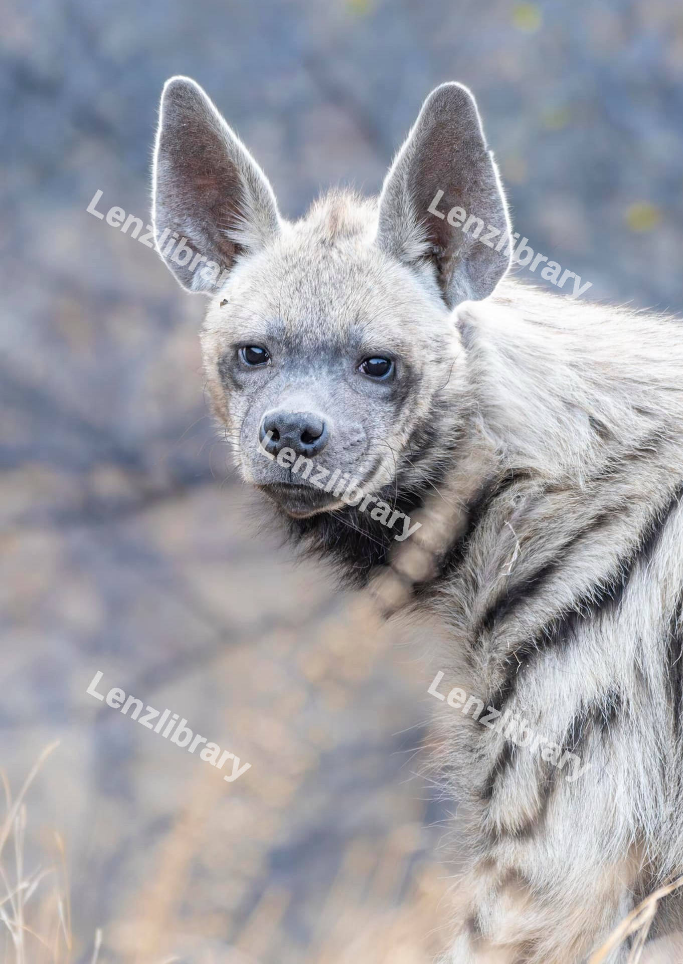 Striped Hyena
